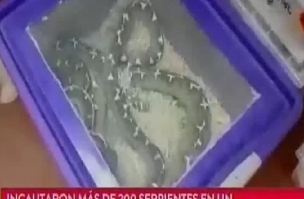 Encontraron 219 Serpientes Exóticas En Un Departamento De Once