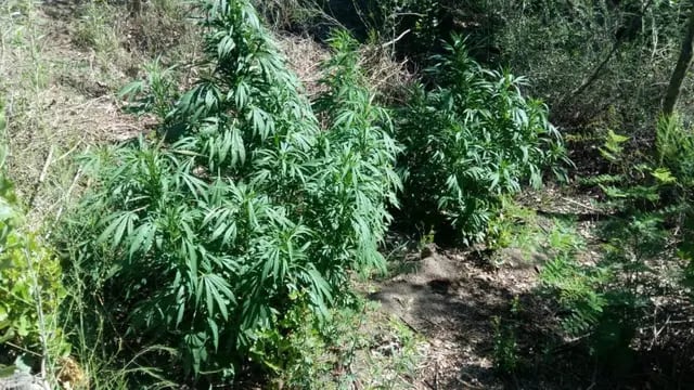 Plantas de marihuana secuestradas durante un procedimiento por robo en San Rafael