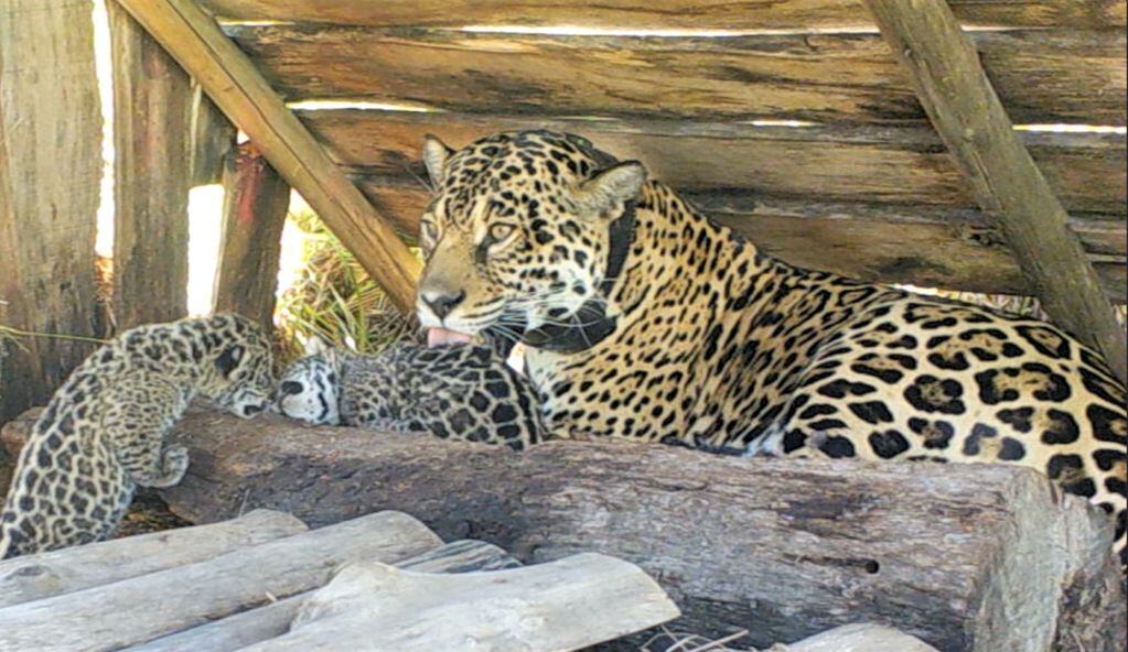 Dos cachorros de yaguareté nacieron en Corrientes.