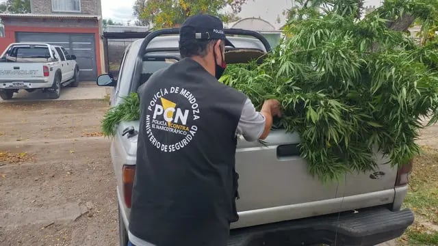 Detenidos con plantas de marihuana en Alvear y Malargüe