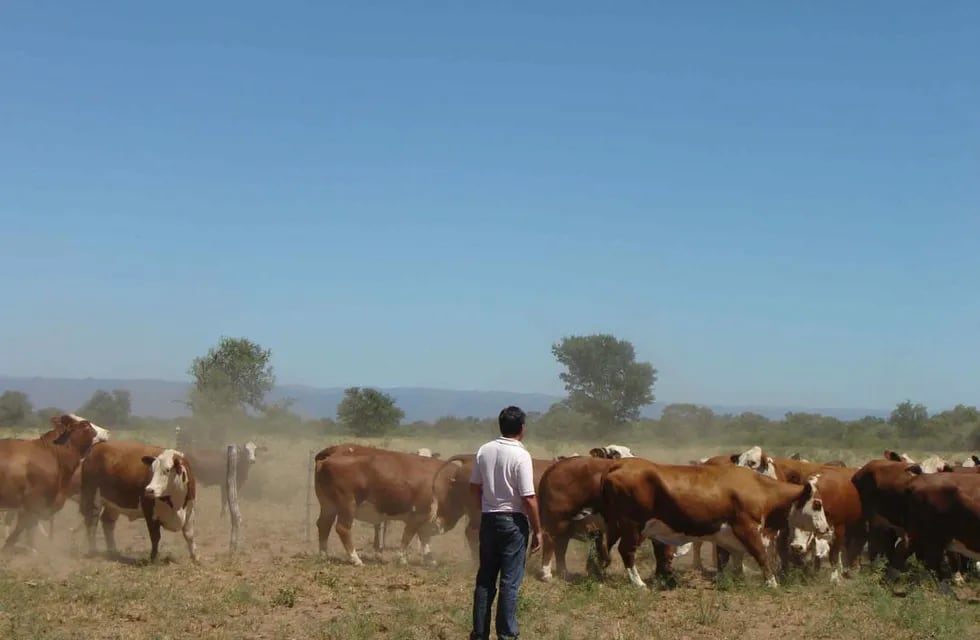 elección de vacas donante  (Archivo).
