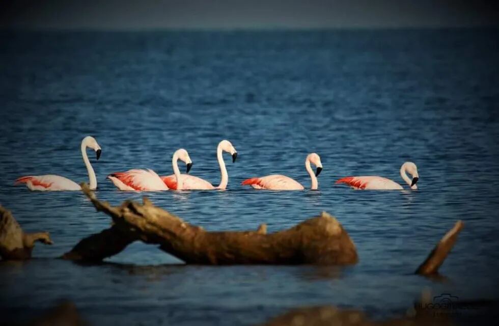 Flamencos en Miramar de Ansenuza