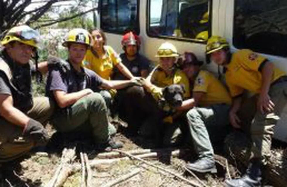 Los bomberos junto al animal rescatado