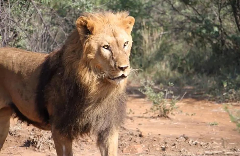 Así están los leones santiagueños en Sudáfrica