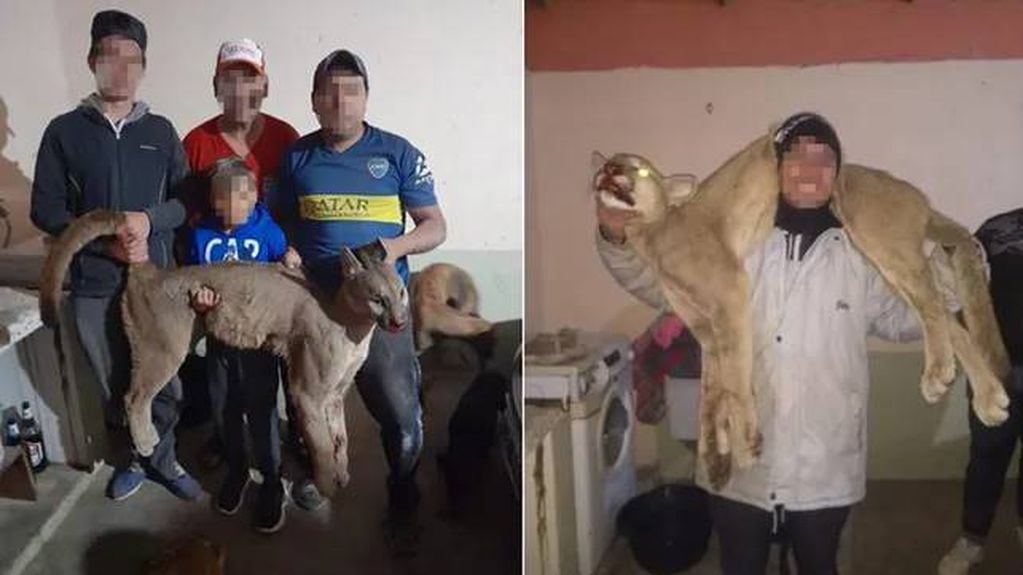 Cazaron un puma y lo mostraron en las redes sociales: fue un grupo de Sastre.