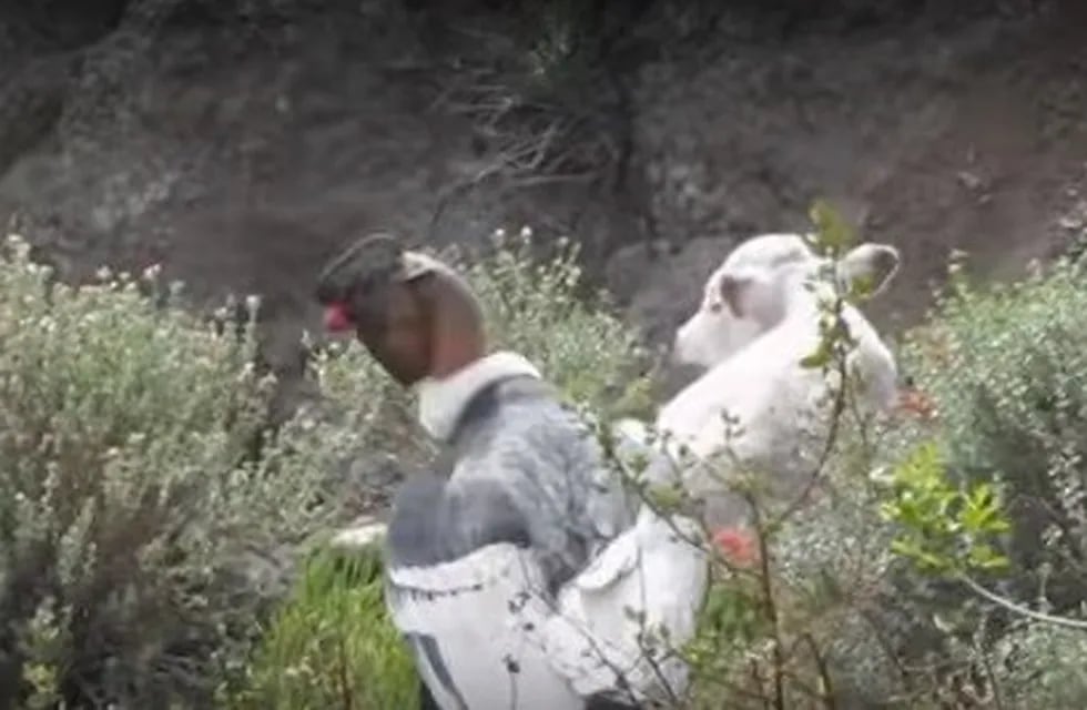 En las últimas horas, y a raíz de este tema, si ha viralizado un video (de unos cinco años), donde se observa en la precordillera chilena, a un cóndor atacando y matando a un ternero