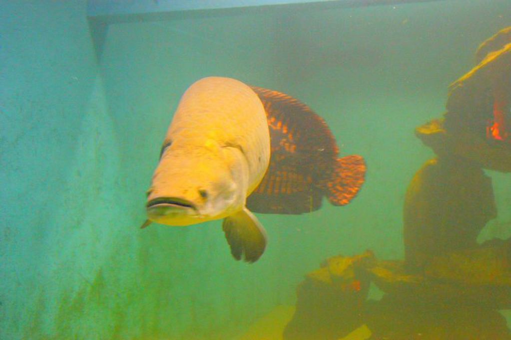 Pirarucú, el pez gigante de la Amazonía.