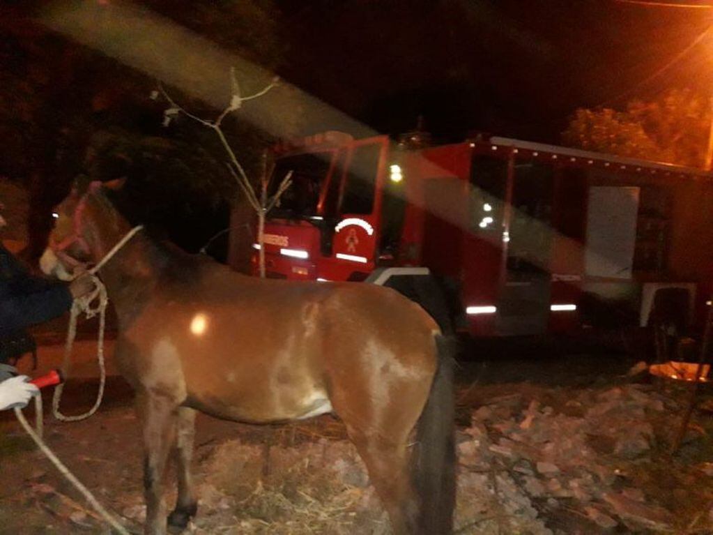 Bomberos rescataron a un caballo que cayó en un pozo. (Policía de Salta)