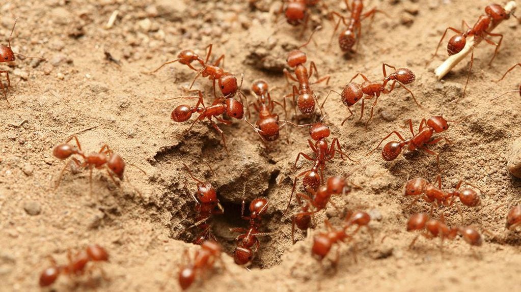 ¿Qué significa soñar con hormigas rojas?