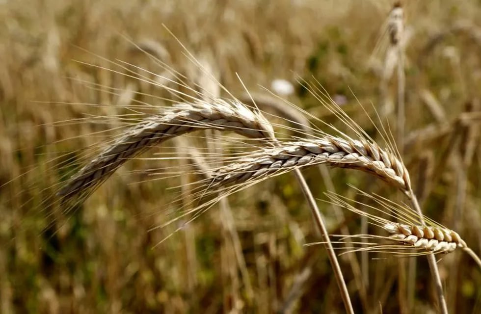 Saint Martin De Londres (France), 26/06/2020.- Close-up view of wheat ears in a field during harvesting on a summer day in Saint Martin de Londres, southern France, 26 June 2020. (Francia) EFE/EPA/GUILLAUME HORCAJUELO