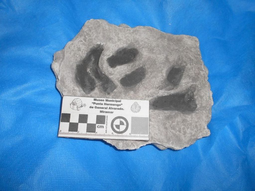 Encontraron huellas fósiles en Miramar