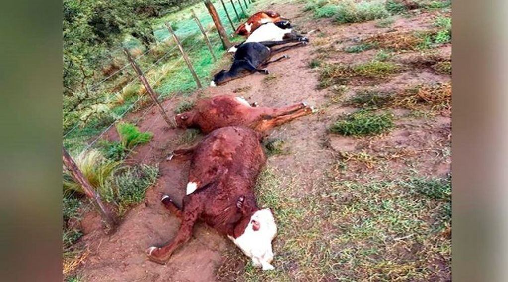 Un rayo mató 21 vacas (Turno Mañana)