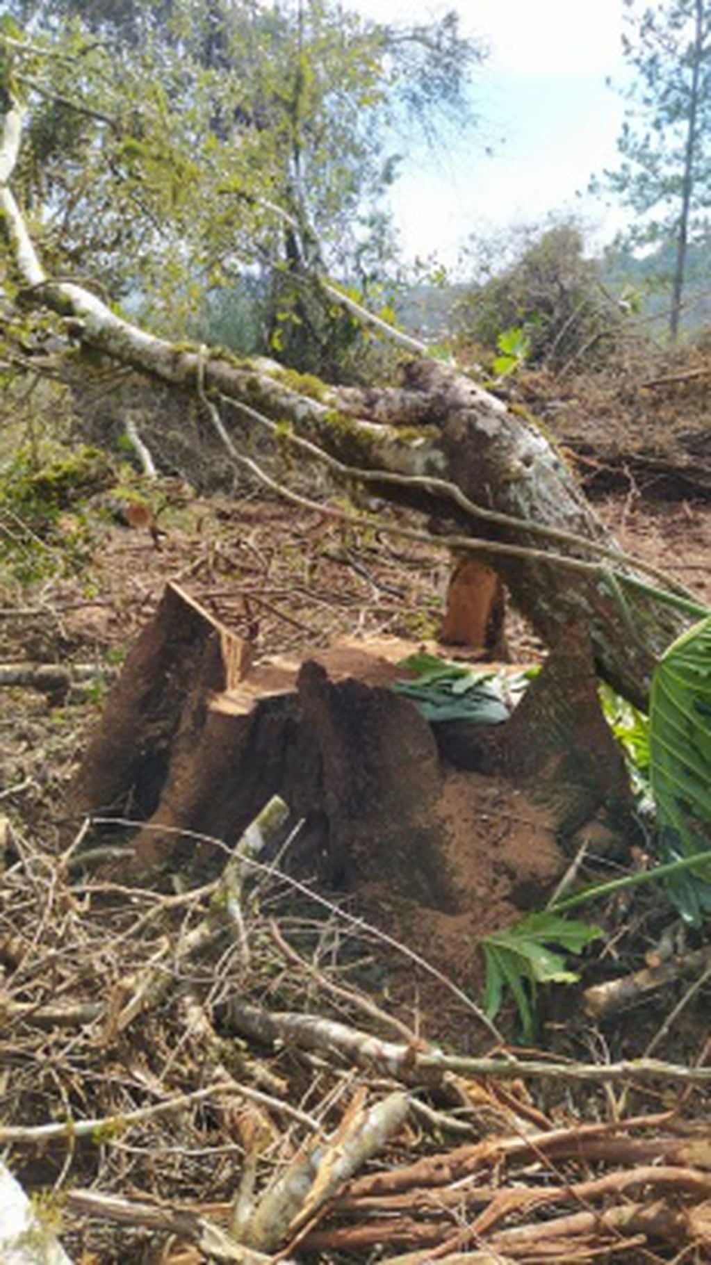Detuvieron apeo ilegal de monte nativo y plantación de yerba en 25 de Mayo.