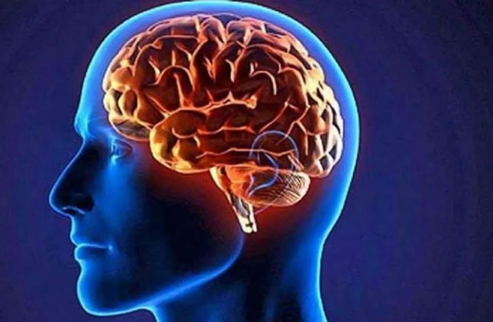 Desde 2004, el 22 de julio se conmemora el Día Mundial del Cerebro.