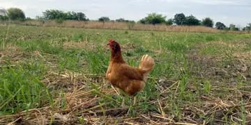 San Pedro será sede de la Fiesta Provincial de la Gallina Criolla en Misiones