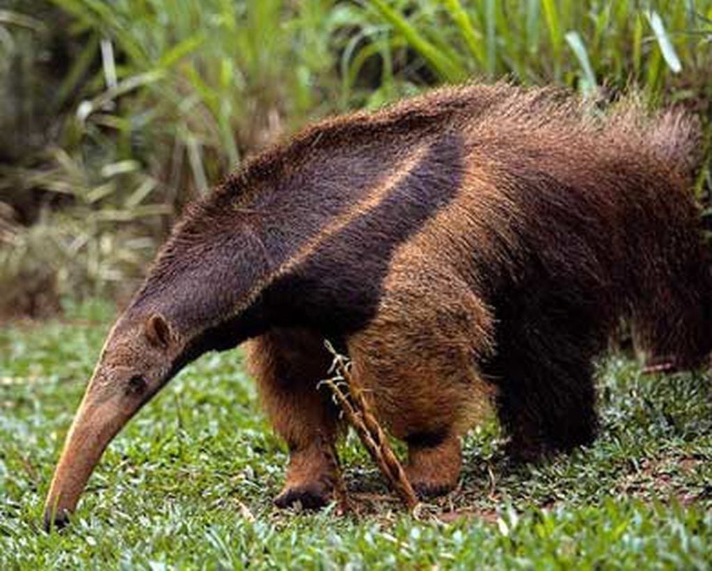 Un oso hormiguero mató a una joven en el zoo de Varela y la institución deberá pagarle una multa millonaria
