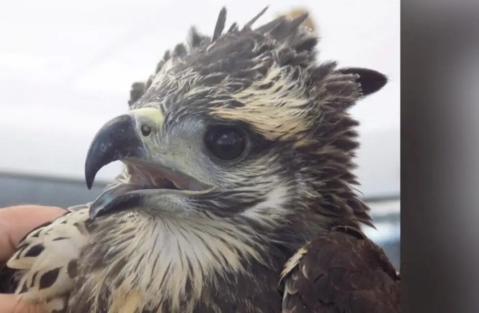 Técnicos provinciales junto a investigadores de la Universidad monitorean  un pichón de águila coronada