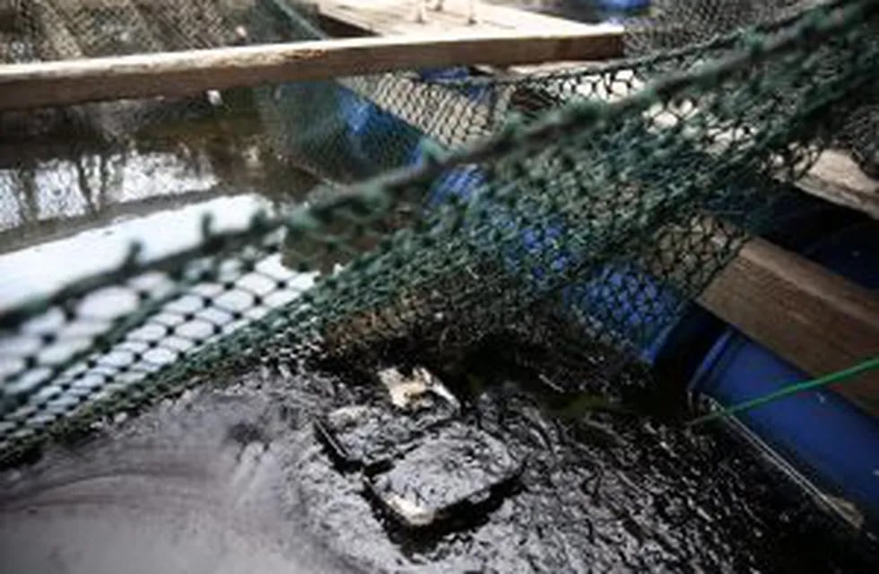 WAL03 SINGAPUR 04/01/2017.- Una caja de poliestireno extruido y una red de pesca aparecen cubiertos de petróleo en una piscifactoria cerca de la costa de Singapur hoy, 4 de enero de 2017. La colisión de un barco de bandera singapuresa y otro gibraltareu00f1o 