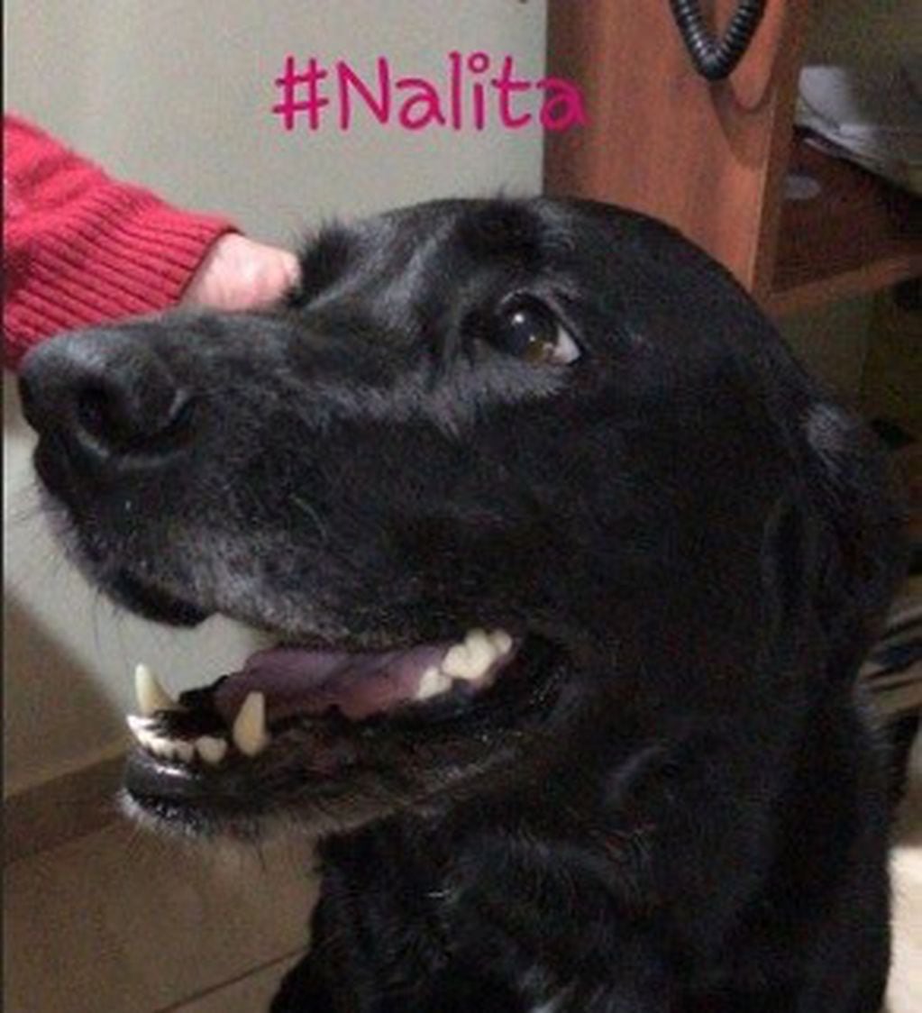 Nala, la perra de Emiliano Sala. (Instagram)