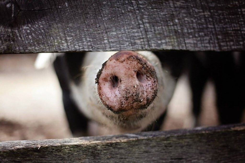 La triquinosis es una enfermedad que se contagia por la ingestión de carne cerdo o derivados cárnicos de cerdo (web).