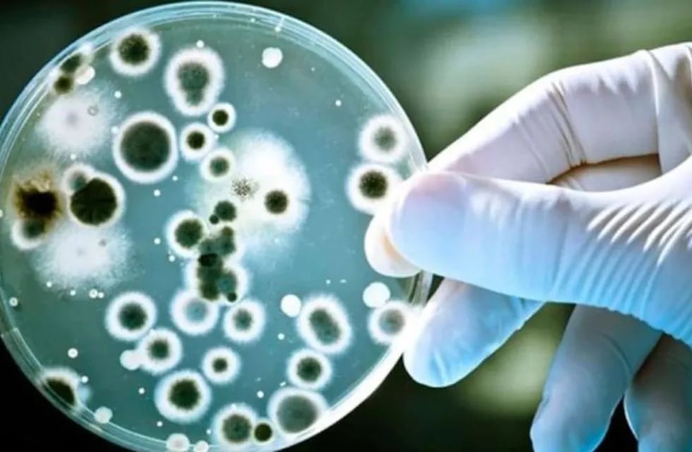 Preocupan los casos de Streptococcus pyogenes
