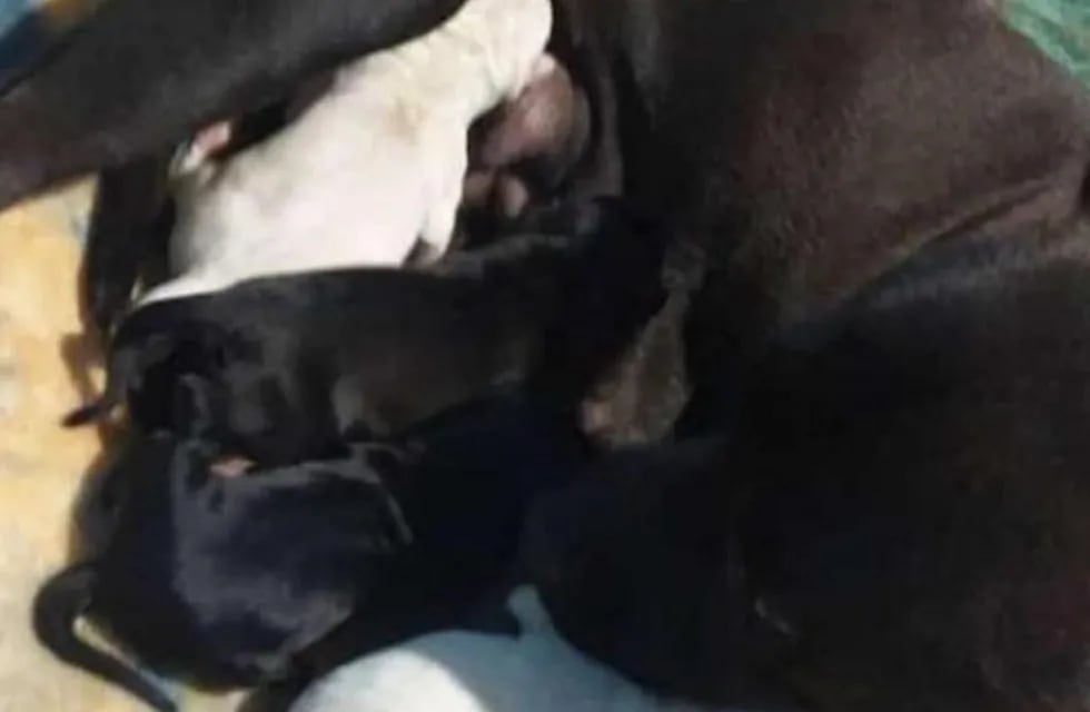 Eldorado: un efectivo de la policía rescató a seis cachorros abandonados