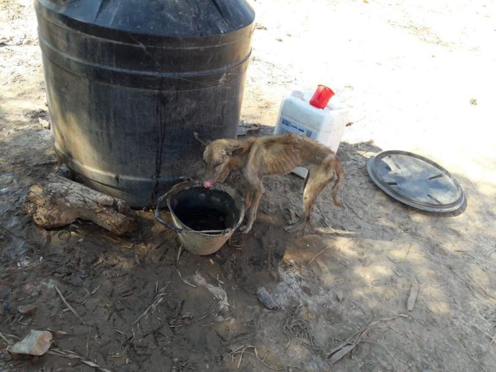 Perros desnutridos en el Chaco Salteño (Facebook Pedro Gallardo)