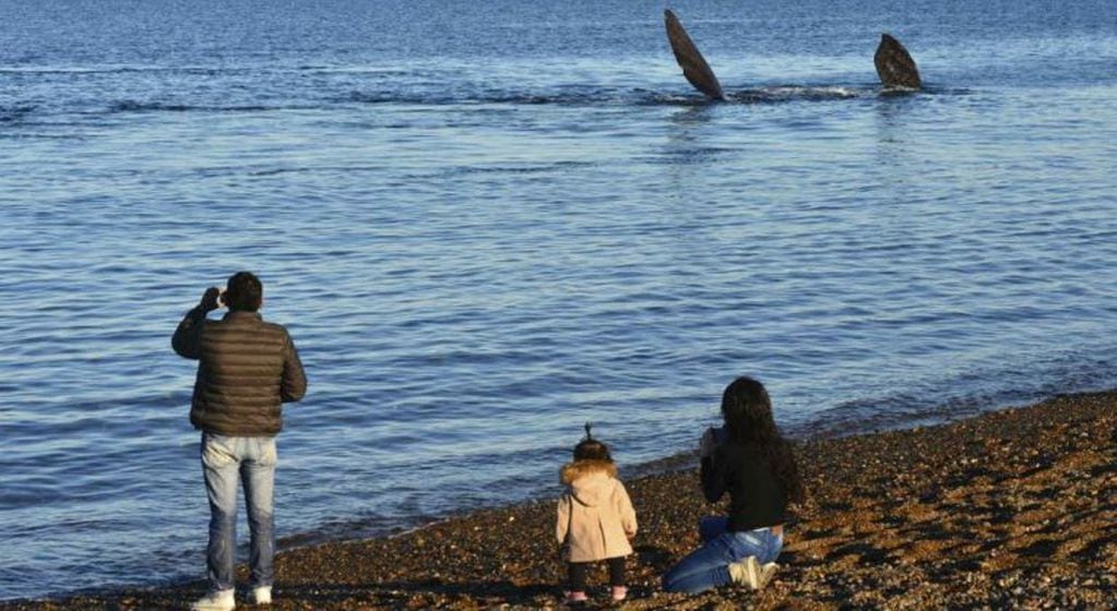 Avistaje de ballenas desde la costa.