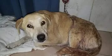 Branca, la perrita que fue atacada por un vecino en Tunuyán.