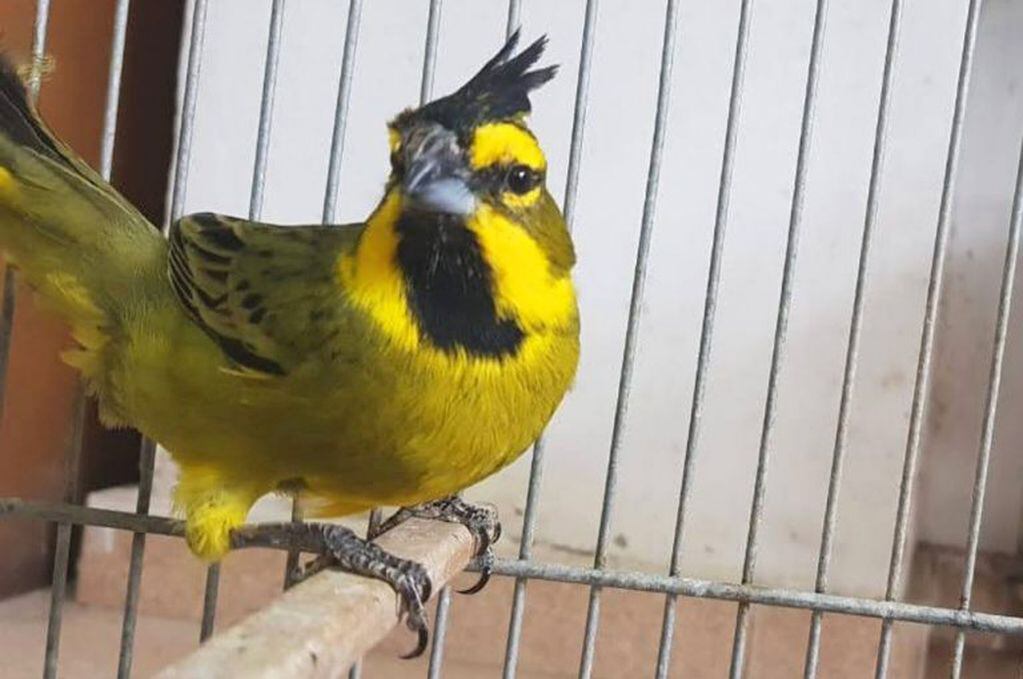 cardenal amarillo