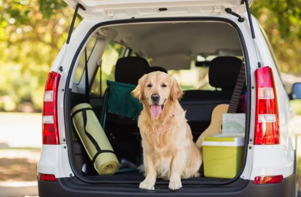 Recomendaciones para viajar en auto con mascotas.