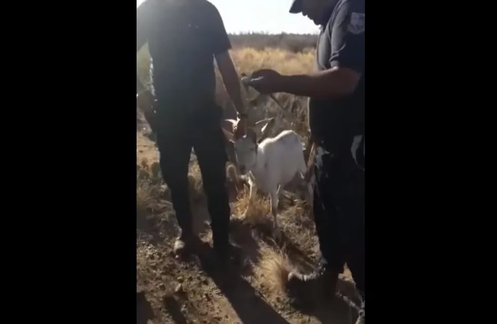 Policías roban cabra en La Punta, San Luis.