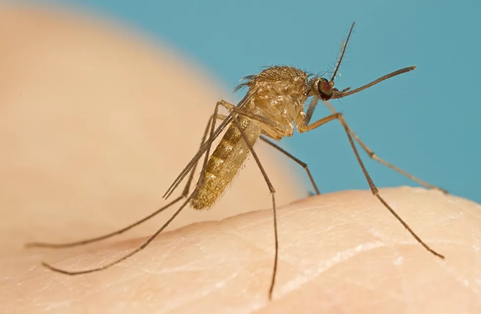 El mosquito culex no es el transmisor de dengue