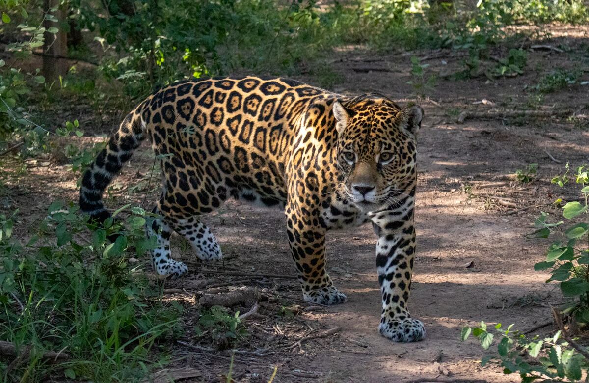 Susto en Salta: escucharon ruidos en la casa y encontraron a un puma en el  baño | Vía Salta