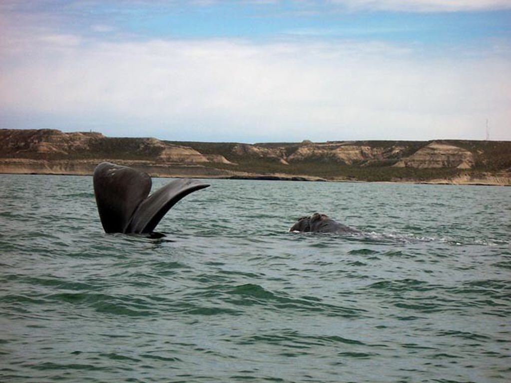 Las ballenas pasan por Comodoro rumbo a Península Valdés.
