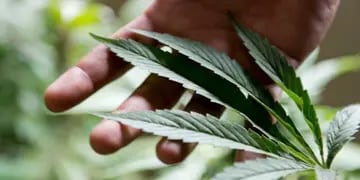 El uso medicinal del cannabis, cada vez más extendido (AP/Archivo).