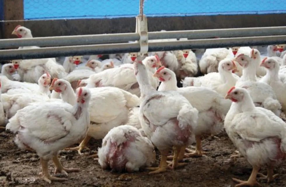 Robaron pollos en escuela de IBICUY (foto ilustrativa)\nCrédito: Web