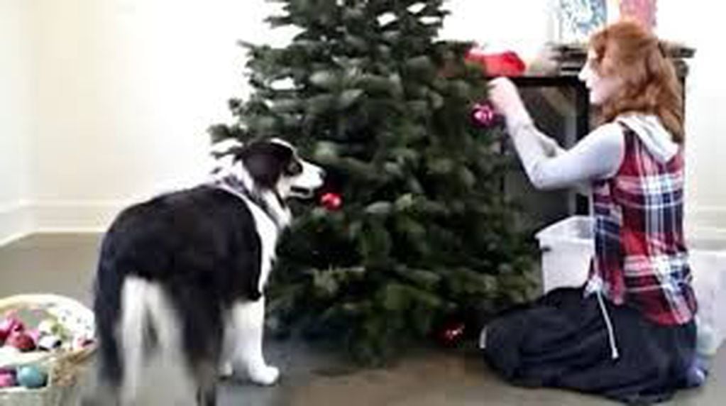 Viral: un perro que ayuda a su dueña a armar el arbolito de Navidad