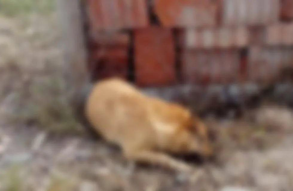 Perros envenenados en San Luis, Salta