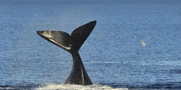 Orcas en Comodoro Rivadavia