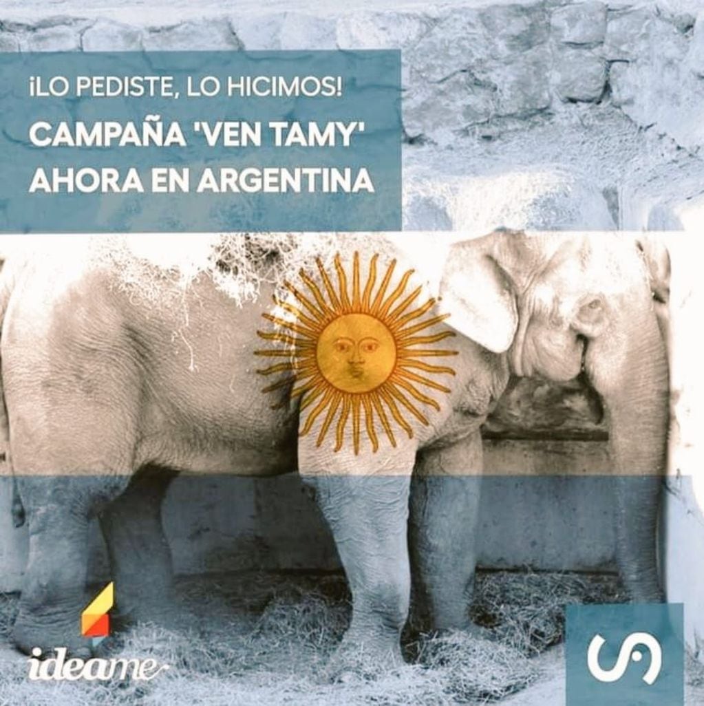"Ven Tamy", la campaña que busca trasladar a un elefante en cautiverio.