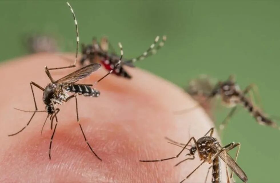 Los vecinos de Viedma realizan fuertes quejas por la gran proliferación de mosquitos