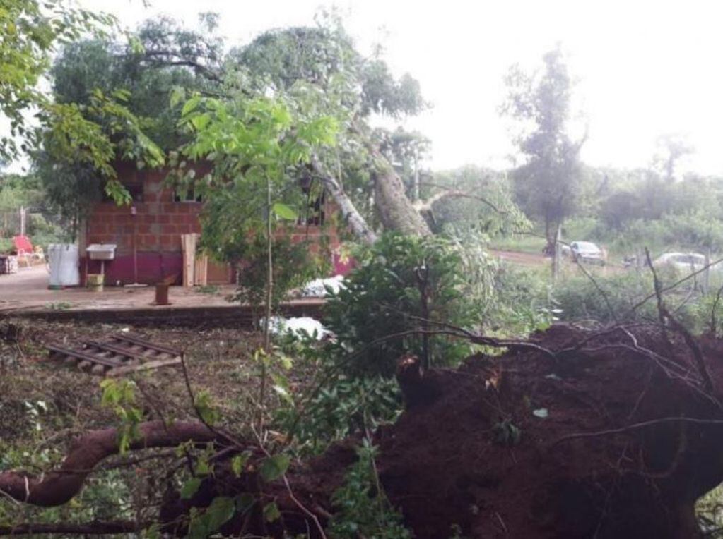 Un árbol aplastó una casa en el medio del temporal en Misiones. (Foto: El Territorio)