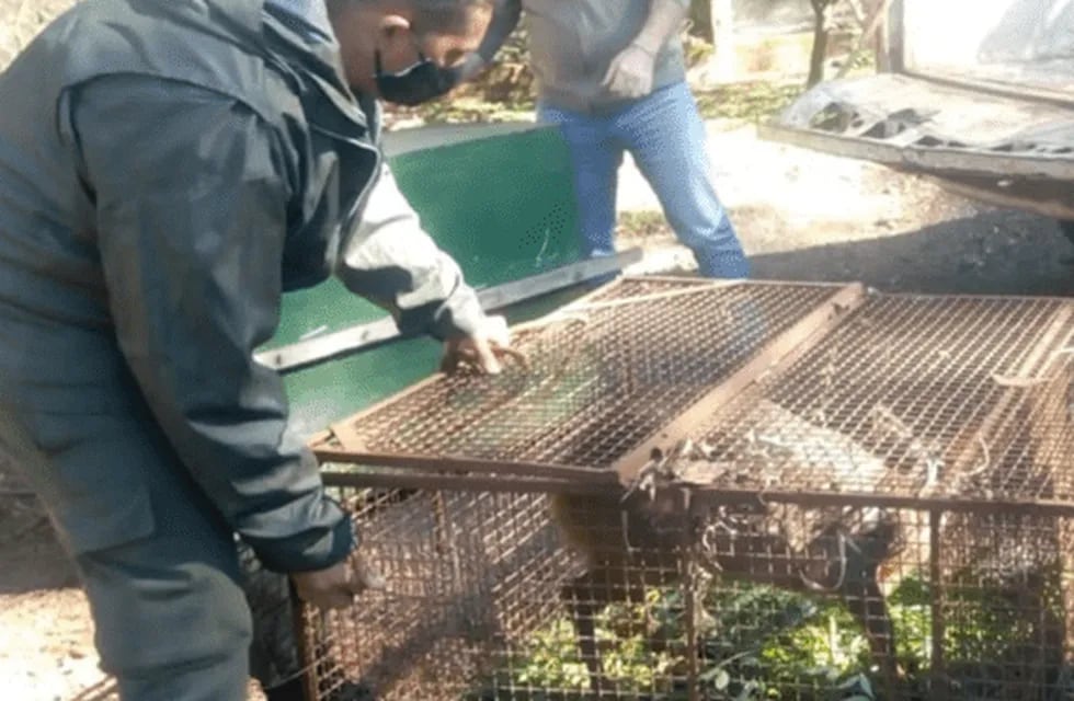 Rescataron a dos animales exóticos en las localidades de Colonia Guaraní y Oberá.