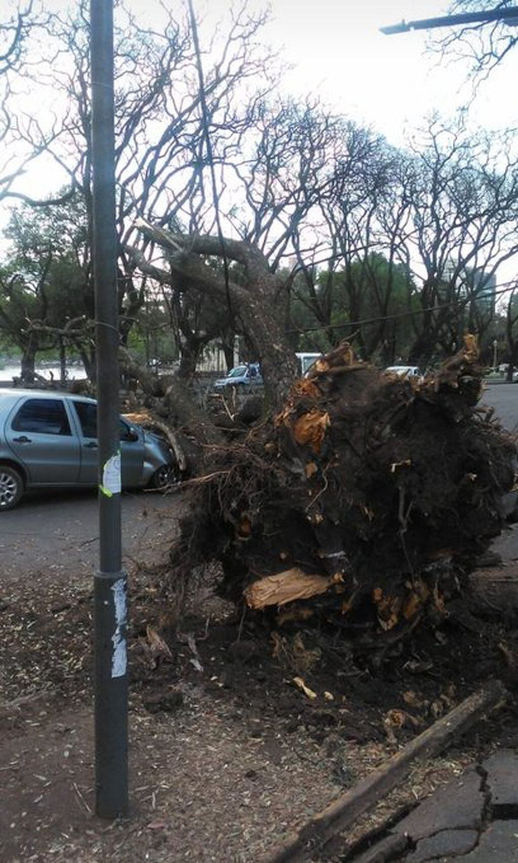 El fuerte viento provocó enormes destrozos en Rosario