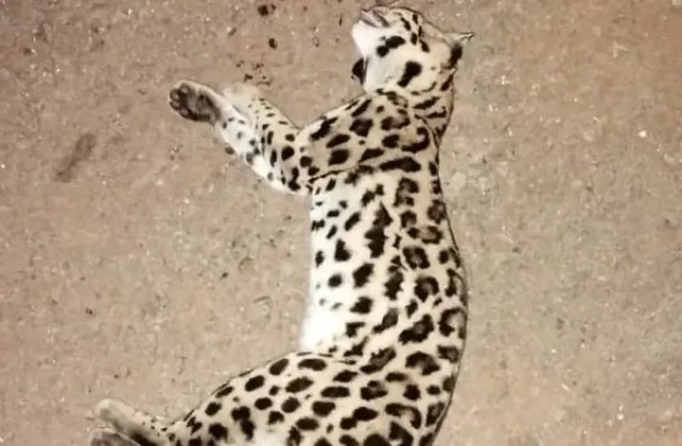 Murió atropellado un gato margay en Puerto Iguazú.
