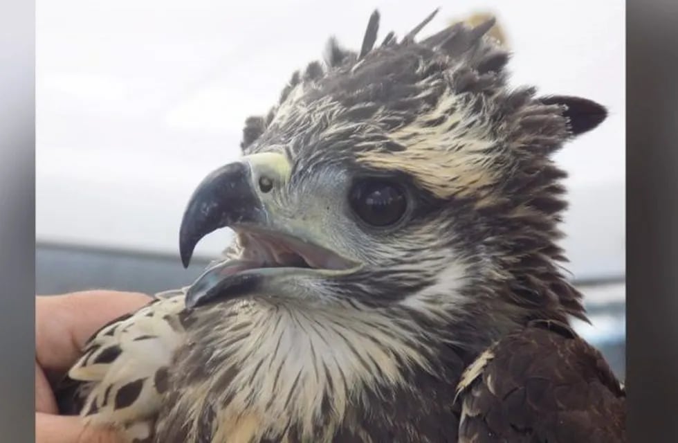 Colocaron un transmisor en un pichón de águila coronada en La Pampa (APN)