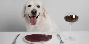Qué alimentos son perjudiciales para un perro.