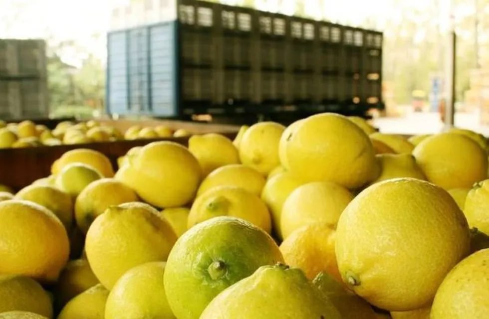 Limones para exportación. (Archivo)