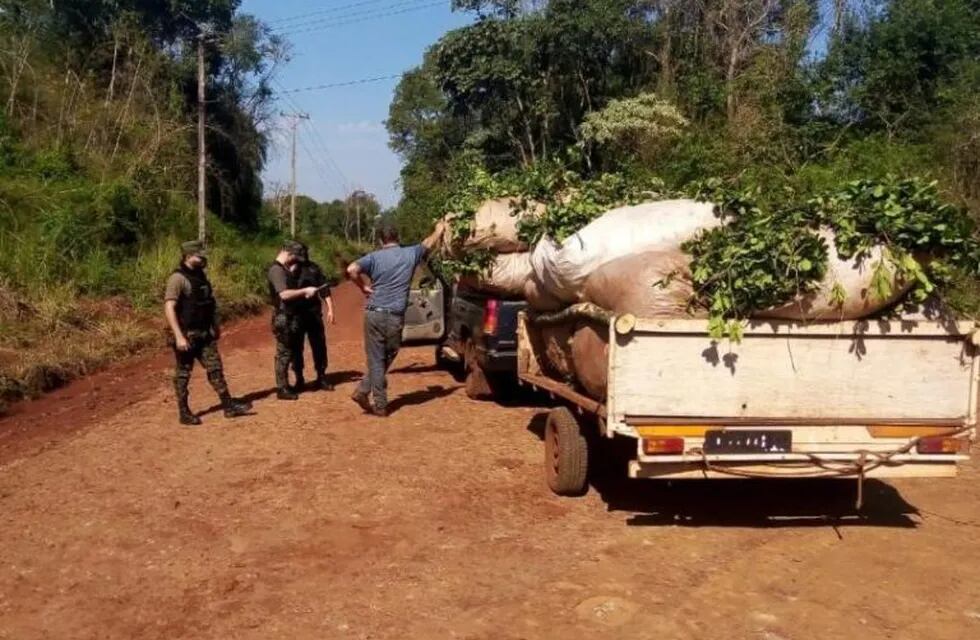 Reforzaron los controles rurales por hurto de yerba mate en la localidad de Montecarlo